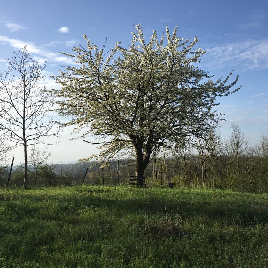 B&B La Semplice Nel Verde Asti Extérieur photo